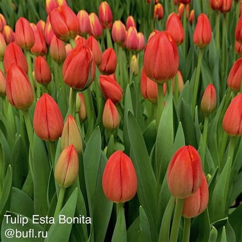 Tulip Esta Bonita авторское фото BUFL RU