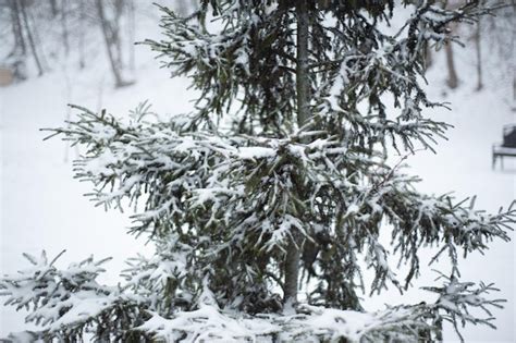 Neve branca em galhos de árvores nuas em um dia gelado de inverno