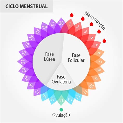 Ciclo Menstrual E Suas Fases Toda Mat Ria