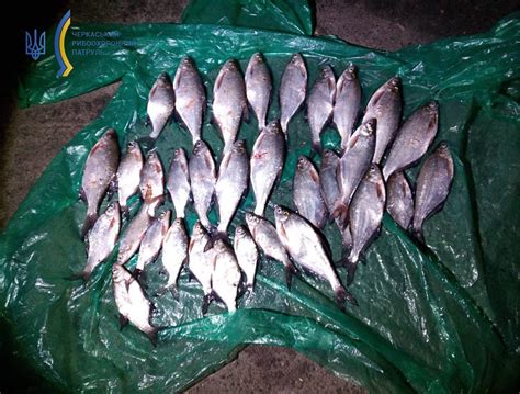 У Черкасах рибалка багрив рибу, за це він понесе покарання - 18000.com.ua