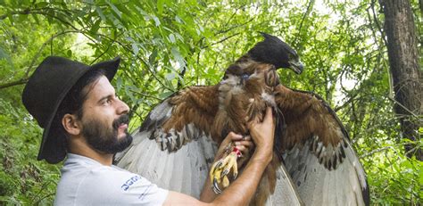 La increíble hazaña de investigar a las aves rapaces más amenazadas del