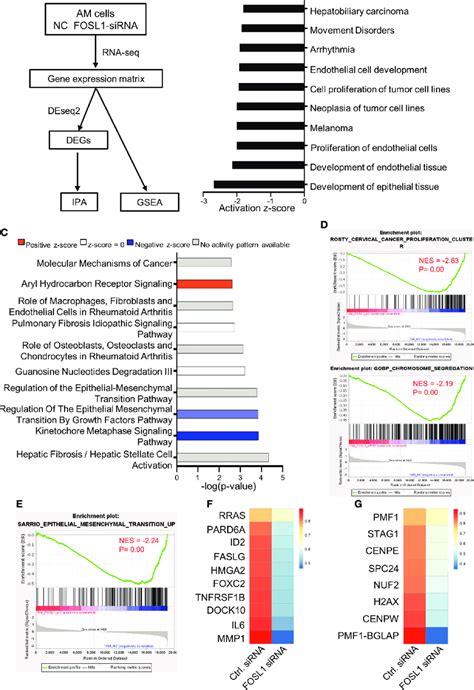 Silencing Fosl Inhibits Kinetochore Metaphase Signaling And The