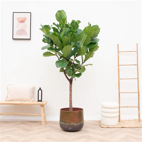 Ficus Lyrata Xxl Plantes D Int Rieur Xl Bulle Verte Green Bubble