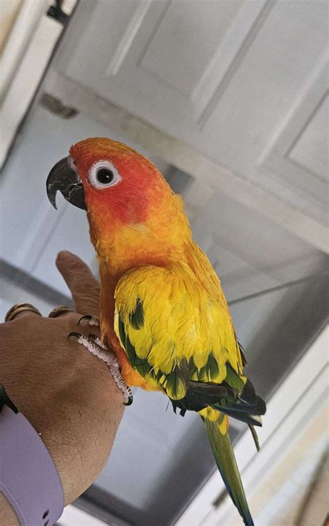 Sun Conure