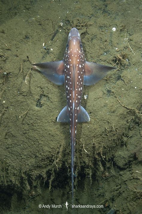 Spotted Ratfish 024 | Sharks and Rays