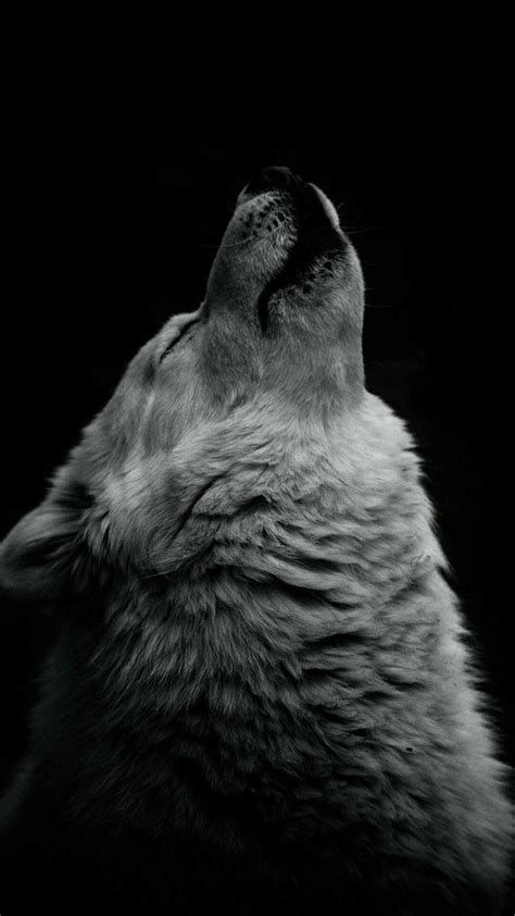 Wolf iPhone 13 Pro Max Wallpapers - Wallpaper Cave