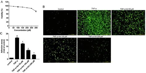 Artemisinin Attenuates Monocyte Adhesion To Human Umbilical Vein