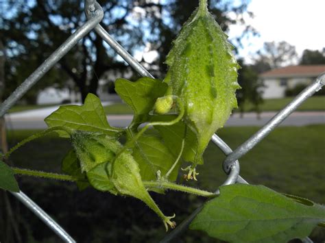 MadSnapper: Balsam-Apple Vine -- Momordica charantia