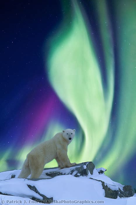 Northern Lights And Polar Bear AlaskaPhotoGraphics