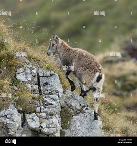 Young Alpine Ibex / Steinbock / Alpensteinbock (Capra ibex) climbing up some rocks in the Swiss ...