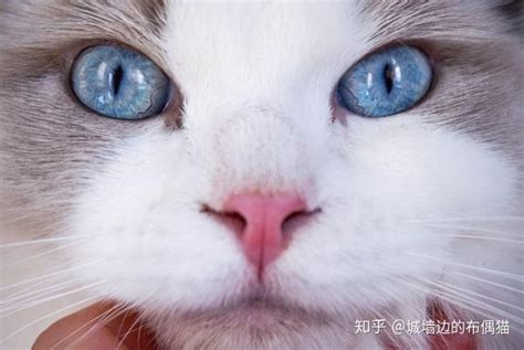 猫咪家庭医学大百科 读书笔记 知乎