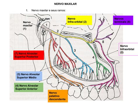 Solution Anatomia Mapa Mental Nervo Maxilar E Ramos Studypool