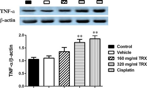 The Western Blotting Analysis Of The Tnf α Protein Expression Level In Download Scientific