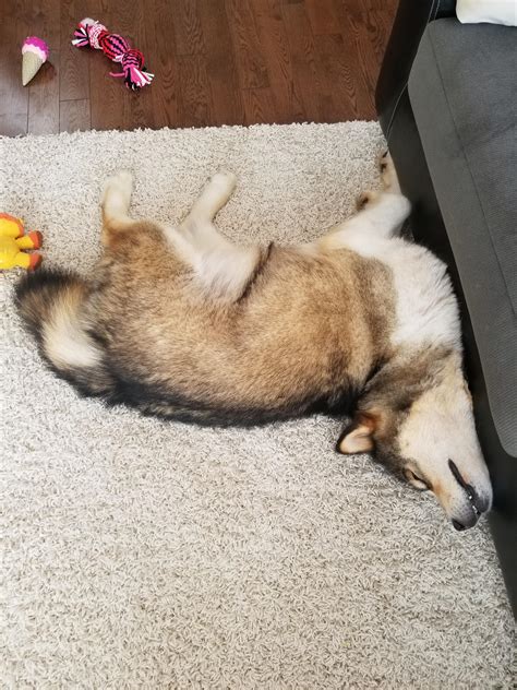 To find an ideal sleeping position. : r/therewasanattempt