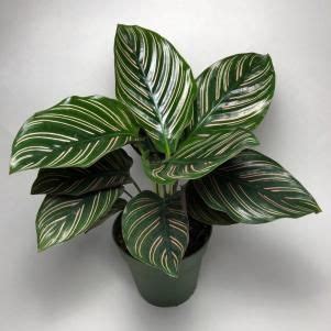 30 Best Low Light Indoor Plants Low Light Plants Calathea Plant