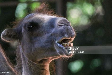 Camel Chewing And Showing The Teeth Stock Photo - Download Image Now ...