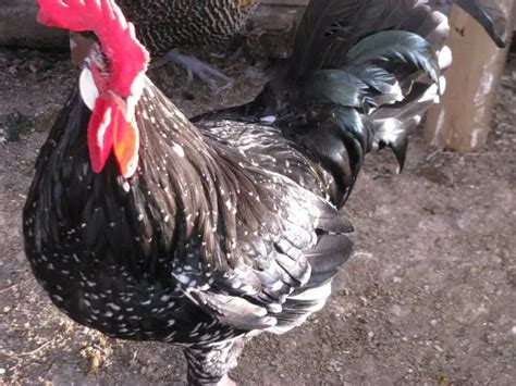 Ancona Chicken - Breed, Eggs, Facts & For Sale Info - ChickenMag