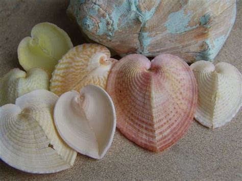 Rarest Sea Shell Cardissa Seashells Set Of 3 Natural Rare