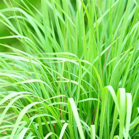 Lemon Grass Cymbopogon Citratus Santhi Online Plants Nursery