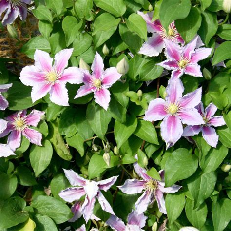 Vine Clematis Nelly Moser 10 90