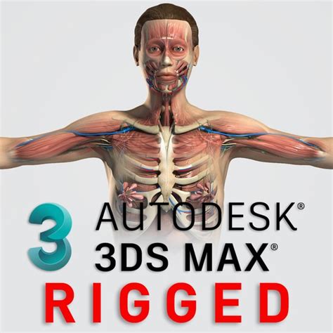 3ds Max Rigged女性解剖学パックコンプリート（テクスチャード加工）3dモデル Turbosquid 1008478