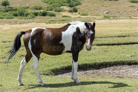 Cavalo Selvagem No Pasto Da Montanha Foto De Stock Imagem De Campo