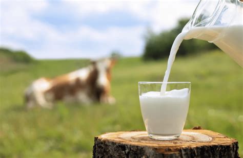 Understanding Cows Milk Protein Allergy CMPA Symptoms Diagnosis