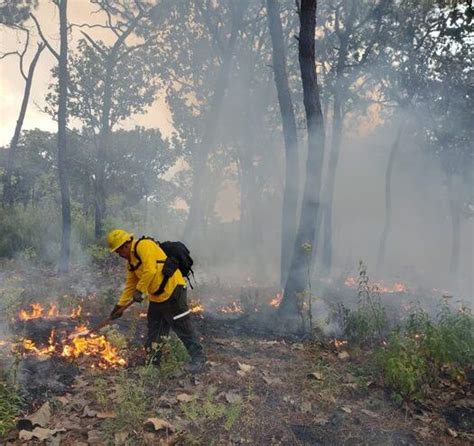 México Registró 7 611 Incendios Forestales En 2023 En Durango Fueron