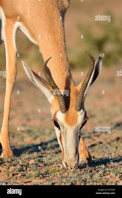 Springbok Antidorcas Marsupialis Grazing In The Evening Light