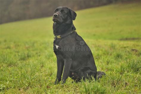 Romanian Raven Shepherd Dog: Breed Information, Puppies & Breeders ...