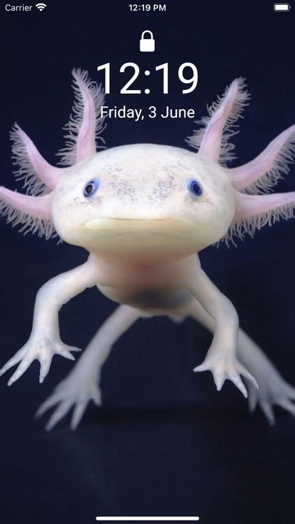 Cute Axolotl Wallpapers By Zakariae Hadja