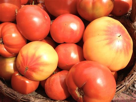 What Are Heirloom Tomatoes Kristys Barn