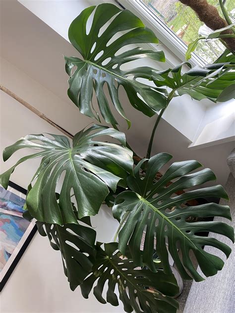 Can I Water Propagate This R Monstera