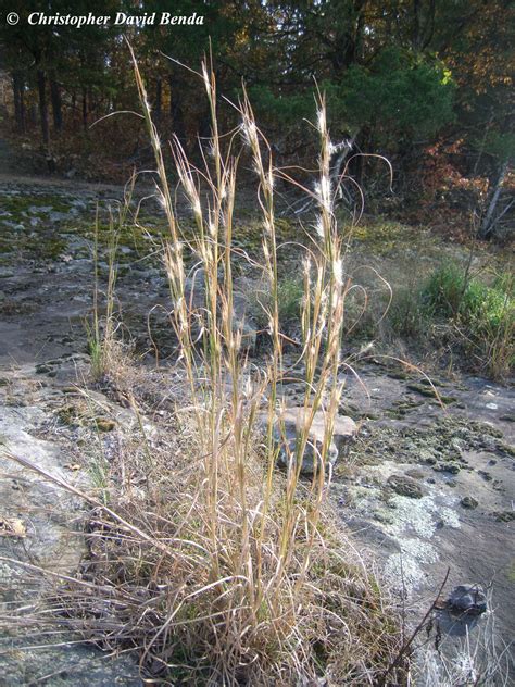 Andropogon virginicus | Illinois Botanizer