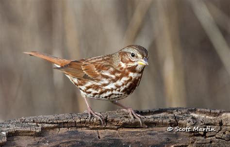 Fox Sparrow | Scott Martin Photography