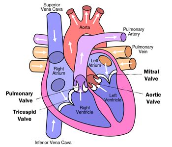 Heart Valve Repair/Replacement