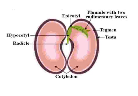 Goyal Brother Seed Structure Types And Germination Icse Class 9 Biology