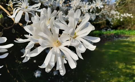 Magnolia stellata - Trees and Shrubs Online