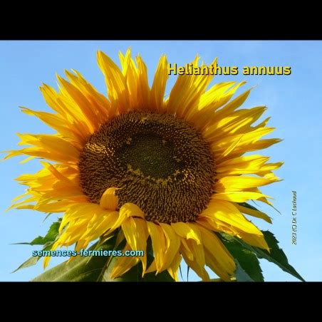 Helianthus Annuus Mongolian Giant Tournesol G Ant Graines