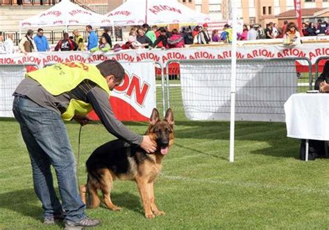 Más de 300 deportistas con pastor alemán se darán cita en Lerma la