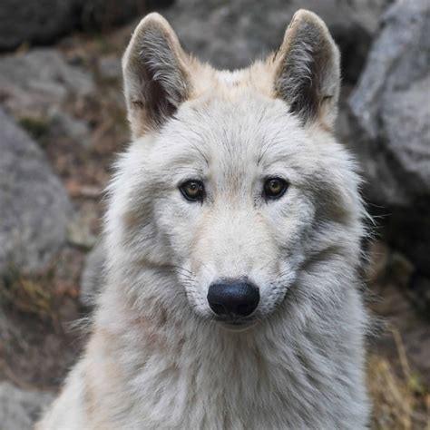imagem gratuita lobo branco monocromatico cabeca animal branco