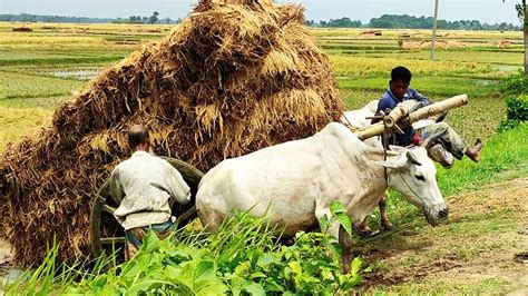 Bullock Carriage Cart Accident With Full Load Stuck With Loaded