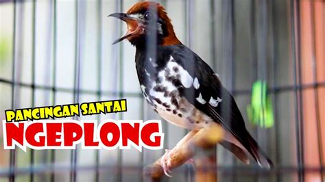 Anis Kembang Ngeplong Nrata Pancingan Anis Kembang Trotol Biar