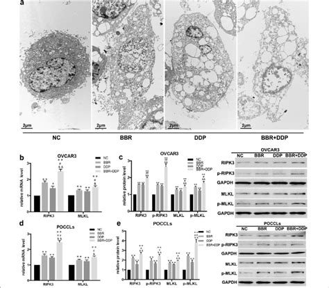 Bbr And Ddp Enhanced The Expression And Activation Of Ripk And Mlkl