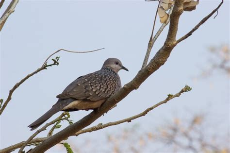 Premium Photo | Dove bird