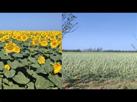 Posledice Oluje Grad Veli Ine Teniske Loptice Katastrofa U Vrbasu I