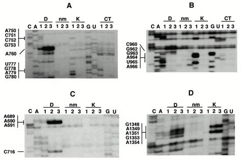 Chemical Reactivity Of Nucleotides Around Regions 740790 A 950970