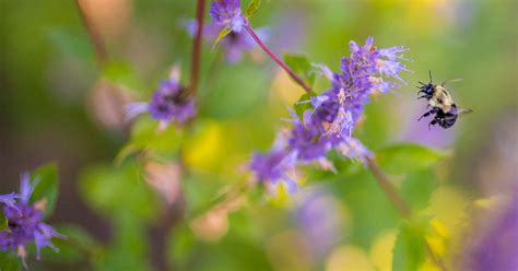 Biodiversiteit Wat Het Is Waarom Het Belangrijk Is En Hoe Het