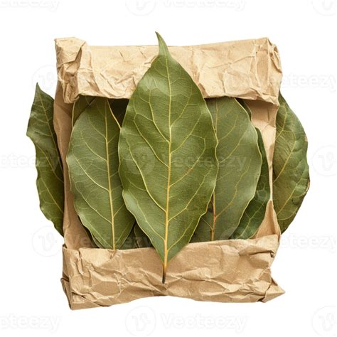 Bay Leaves On Crumpled Paper 44619503 Png