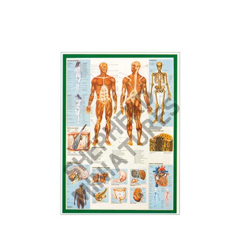 Poster – The Human Body (1) – Shepherd Miniatures